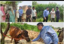 किसान के खेत की हरियाली देख देख जिलाधिकारी हुए गदगद