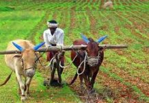 जैविक खेती को बढ़ावा देने हेतु जिलाधिकारी ने दिया ढैंचा की खेती पर जोर