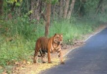 वाल्मीकिनगर में बंगाल टाइगर की दस्तक, दो महीने से कॉलोनीवासियों में दहशत