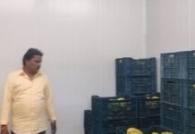 बगहा में केला पकाने वाले रैपेरिंग यंत्र का हुआ शुभारंभ, अब होगा केले का प्राकृतिक परिपक्वन