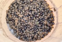 किसानों की आय बढ़ाने के लिए केवीके मधोपुर में मखाना सह मछली पालन शुरू