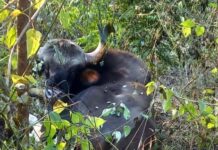 रिहायशी इलाके में जंगली भैंसा (गौर) ने जमाया अपना डेरा