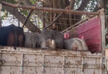 एसएसबी व पुलिस प्रशासन ने पांच मवेशियों से लदा एक संदिग्ध पिकअप को जप्त किया