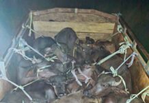चौतरवा में अवैध मवेशी परिवहन पर पुलिस की कार्रवाई, दो गिरफ्तार