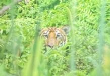 जंगल सफारी के दौरान गोपालगंज से आए पर्यटकों को दिखा बाघ, पर्यटक हुए रोमांचित