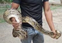 विशालकाय अजगर सांप ने घर में घुसकर बिल्ली के बच्चों को निगला, वन विभाग की टीम ने सफलतापूर्वक रेस्क्यू कर जंगल में छोड़ा