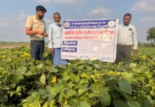 हरी खाद से बचेगी धरती माता, रासायनिक उर्वरक पर घटेगी निर्भरता आयेगी खेती में खुशहाली