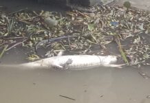 वाल्मीकि नगर में घड़ियाल का शव मिलने से हड़कंप, वन विभाग जांच में जुटा