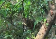जंगल सफारी करने के दौरान पर्यटकों को दिखा बाघ,पर्यटक हुए रोमांचित