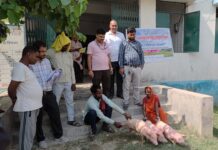 बगहा में सूकर विकास योजना के तहत लाभुकों को मिला अनुदानित पशु