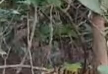 वाल्मीकि टाइगर रिजर्व में जंगल सफारी के दौरान बाघ दिखने से पर्यटकों में उत्साह
