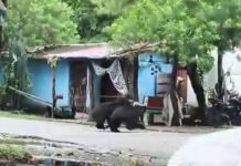 स्कूल की छुट्टी के समय मुख्य सड़क पर दिखा भालू, मची अफरा- तफरी