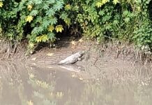 नहर के किनारे मगरमच्छ दिखाई देने से आसपास के ग्रामीणों में हड़कंप