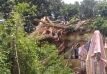 विशाल सखुआ का पेड़ जड़ से उखड़कर दो आवासों पर गिरा,बाल-बाल बचे परिवार के सदस्य