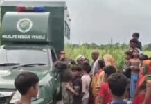 बाघ के पंजों के निशान मिलने के बाद ग्रामीणों में फिर से दहशत