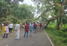 विशाल पेड़ गिरा, बगहा-वाल्मीकिनगर पथ पर घंटों ठप रहा यातायात