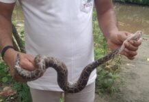 घर में घुसा अजगर, देख मचा हड़कंप