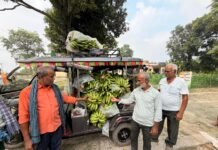 वैज्ञानिक तकनीक से केले की खेती से आएगी समृद्धि, किसान होंगे मालामाल