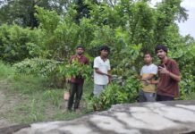 अमरूद के गुणवत्तापूर्ण पौध उत्पादन के लिए छात्रों ने सीखी एयर लेयरिंग तकनीक